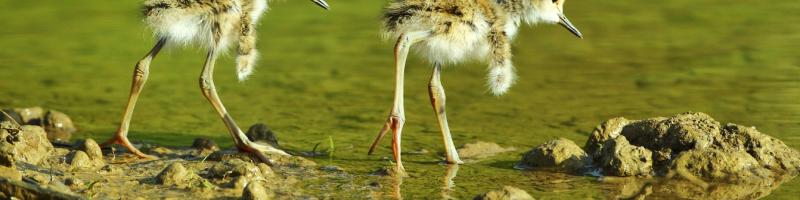 Mostra fotografica "Natura in Valdinievole: le gemme del Padule di Fucecchio e del Montalbano": Dal 24 marzo al 9 settembre 2018 al Museo