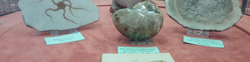 Per il ciclo Domeniche al Planetario "I FOSSILI: TESTIMONIANZE DALLA PREISTORIA": 28 ottobre 2018 al Museo della Città e del territorio