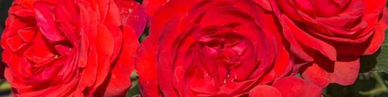 28 novembre 2019 "Il roseto della libertà " Parco Villa Martini