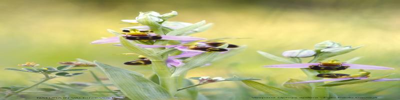 La vegetazione del Colle di Monsummano: un angolo di Mediterraneo nella Toscana internaÂ”: 28 aprile 2018 al Museo della cittÃ  e del territorio